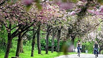 Radfahren ist eine der gesündesten Sportarten: Es werden nahezu alle Muskelgruppen trainiert, Lunge und Herz rhythmisch belastet. Radfahren ist eine der gesündesten Sportarten: Es werden nahezu alle Muskelgruppen trainiert, Lunge und Herz rhythmisch belastet.