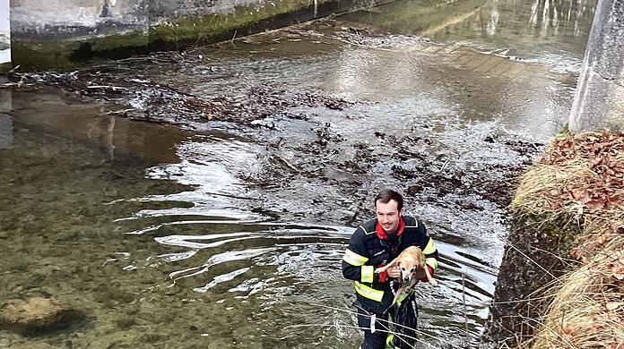 Ein Feuerwehrmann hat den Hund aus dem Wasser getragen.