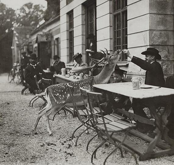 Ganz schön zutraulich! Auf diesem Foto aus dem Jahr 1920 wird ersichtlich, warum der Hirschgarten heißt, wie er heißt. Klicken Sie sich hier durch die historischen Biergarten-Bilder. Prost!