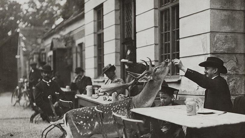 Ganz schön zutraulich! Auf diesem Foto aus dem Jahr 1920 wird ersichtlich, warum der Hirschgarten heißt, wie er heißt. Klicken Sie sich hier durch die historischen Biergarten-Bilder. Prost! Ganz schön zutraulich! Auf diesem Foto aus dem Jahr 1920 wird ersichtlich, warum der Hirschgarten heißt, wie er heißt. Klicken Sie sich hier durch die historischen Biergarten-Bilder. Prost!