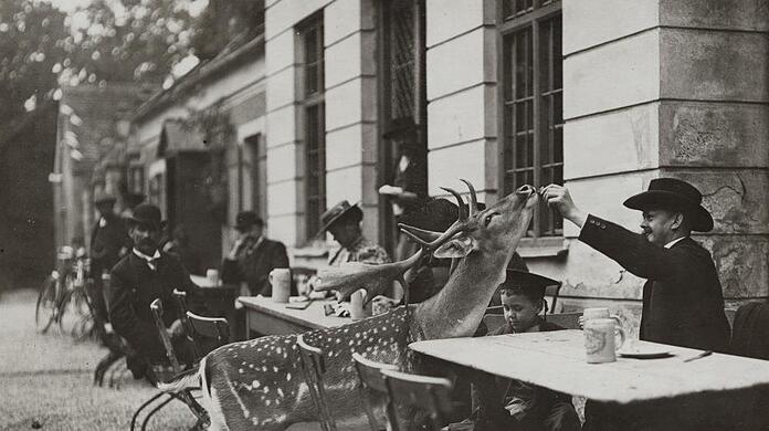 Ganz schön zutraulich! Auf diesem Foto aus dem Jahr 1920 wird ersichtlich, warum der Hirschgarten heißt, wie er heißt. Klicken Sie sich hier durch die historischen Biergarten-Bilder. Prost!
