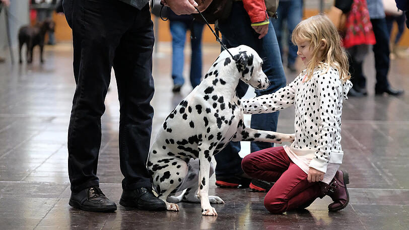 Dackel, Dalmatiner und Co. bei der World Dog Show in Leipzig.