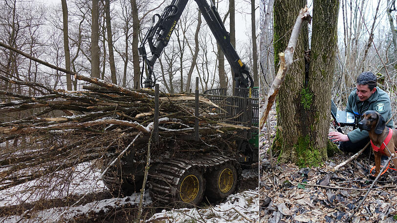 Mit Hund und Laptop: Michael Matuschek im Einsatz im Wald. Links: Gefällte Eschen im Osten der Stadt.