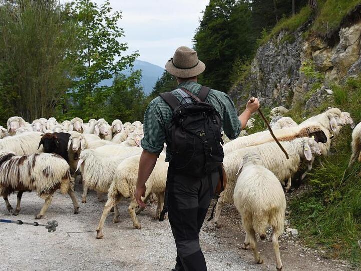 An die 500 Bergschafe verlassen im Jahr 2017 in Mittenwald (Oberbayern) ihre Sommerweiden. Foto: Angelika Warmuth/Archivbild