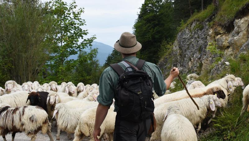 An die 500 Bergschafe verlassen im Jahr 2017 in Mittenwald (Oberbayern) ihre Sommerweiden. Foto: Angelika Warmuth/Archivbild An die 500 Bergschafe verlassen im Jahr 2017 in Mittenwald (Oberbayern) ihre Sommerweiden. Foto: Angelika Warmuth/Archivbild