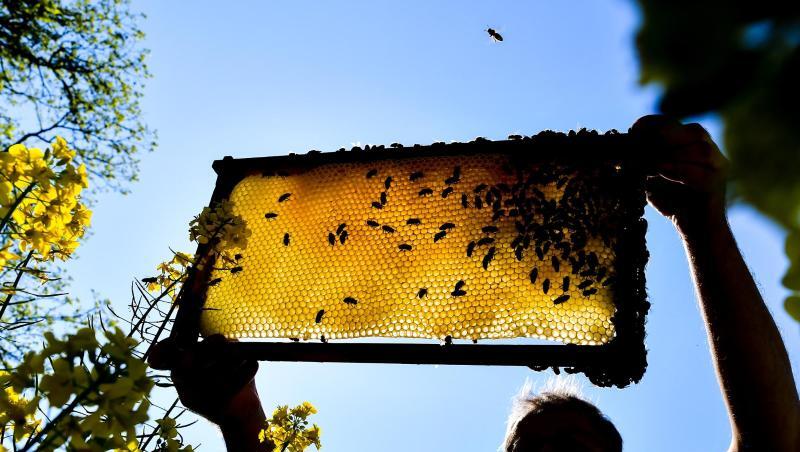 Ein Imker betrachtet eine Bienenwabe in Brandenburg. Die Varroa-Milben machen den Insekten zu schaffen. Ein Imker betrachtet eine Bienenwabe in Brandenburg. Die Varroa-Milben machen den Insekten zu schaffen.