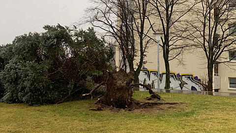 Die Folgen des Sturms: Ein entwurzelter Baum in Berg am Laim.