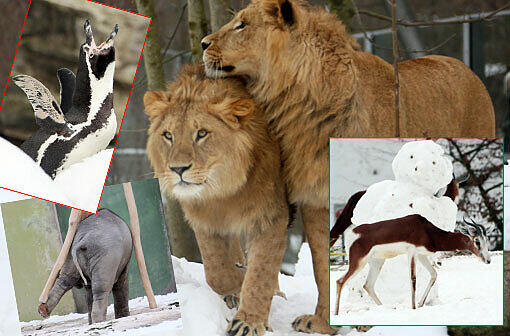 Nicht nur wir Münchner haben in diesen Tagen mit dem Schnee zu kämpfen. Auch die Bewohner des Tierparks Hellabrunn müssen sich im Schnee erstmal zurecht finden. Dabei haben sie jede Menge Spaß. Hier die Winterimpressionen aus dem Tierpark!