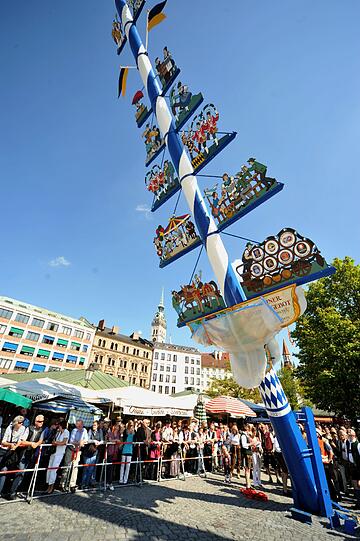 Es knarzt, knackt und der Maibaum ist frei - nur noch ein bisschen fehlt...