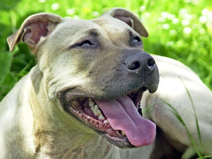 Ein American Staffordshire Terrier.