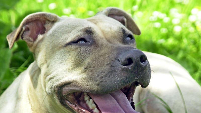 Ein American Staffordshire Terrier. Ein American Staffordshire Terrier.