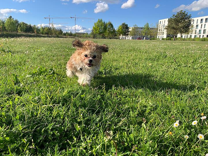Phoebe