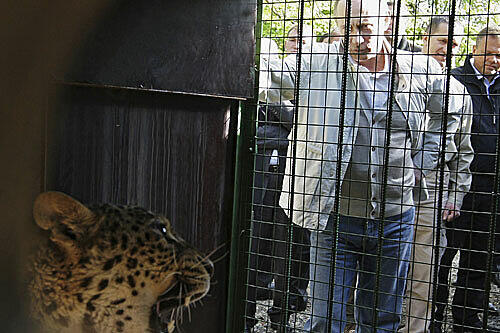 Der russische Regierungschef im Zwiegespräck mit einer Wildkatze.