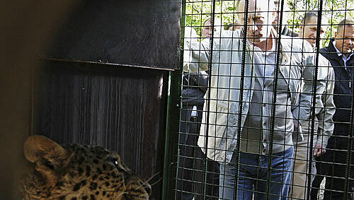 Der russische Regierungschef im Zwiegespräck mit einer Wildkatze. Der russische Regierungschef im Zwiegespräck mit einer Wildkatze.