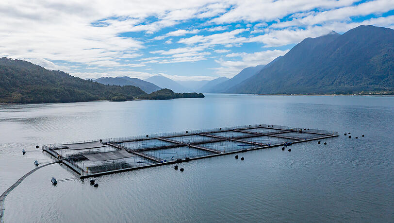 Mit der Lachszucht erzielte die Schörghubergruppe einen Umsatz von 221,2 Millionen Euro. Mit der Lachszucht erzielte die Schörghubergruppe einen Umsatz von 221,2 Millionen Euro.