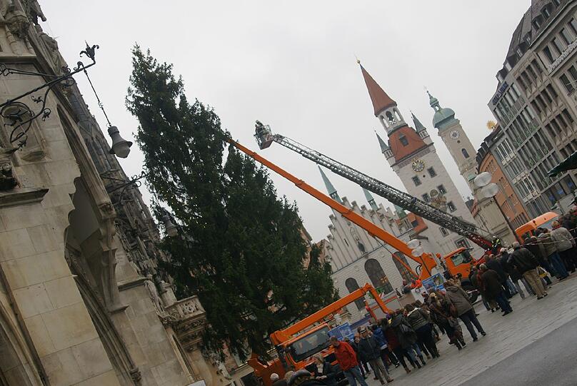 Der Christbaum beim Aufbau Anfang Dezember - jetzt kommt die Fichte nach Thalkirchen.