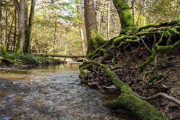 Eine Wanderung durch die Maisinger Schlucht ist ein wunderbarer Ausflug und auch mit Kindern zu machen. Eine Wanderung durch die Maisinger Schlucht ist ein wunderbarer Ausflug und auch mit Kindern zu machen.