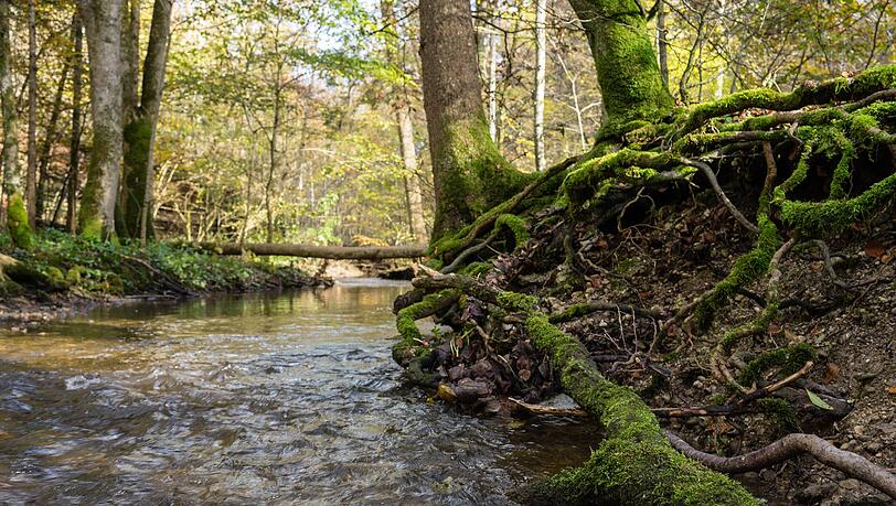 Eine Wanderung durch die Maisinger Schlucht ist ein wunderbarer Ausflug und auch mit Kindern zu machen. Eine Wanderung durch die Maisinger Schlucht ist ein wunderbarer Ausflug und auch mit Kindern zu machen.