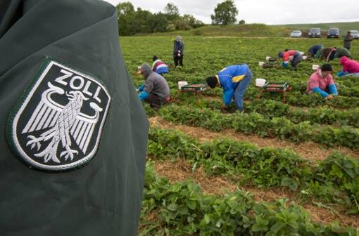 Ein Mitarbeiter des Zolls kontrolliert Erntehelfer aus Polen und Rumänien, die auf einem Spargelhof Erdbeeren  pflücken. Die CSU verlangt einen schärferen Kurs gegen Armutszuwanderer aus EU-Staaten.