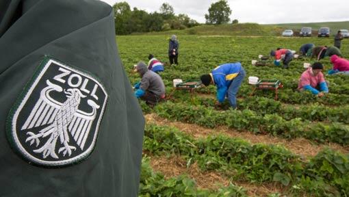 Ein Mitarbeiter des Zolls kontrolliert Erntehelfer aus Polen und Rumänien, die auf einem Spargelhof Erdbeeren pflücken. Die CSU verlangt einen schärferen Kurs gegen Armutszuwanderer aus EU-Staaten. Ein Mitarbeiter des Zolls kontrolliert Erntehelfer aus Polen und Rumänien, die auf einem Spargelhof Erdbeeren pflücken. Die CSU verlangt einen schärferen Kurs gegen Armutszuwanderer aus EU-Staaten.