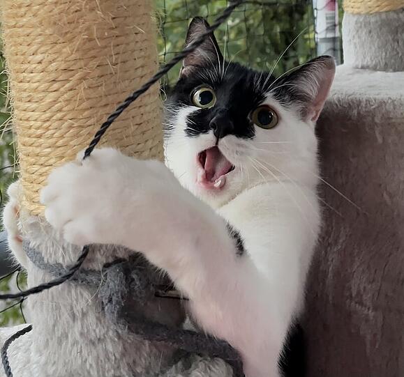 Nala