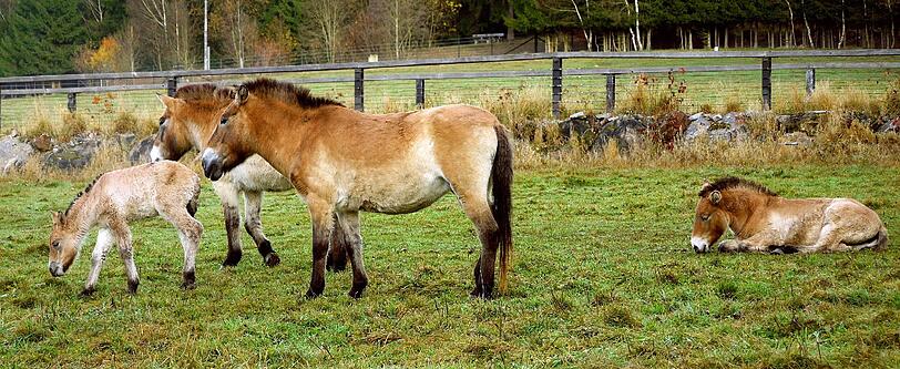 So süß ist das Fohlen in der Przewalski-Herde im Nationalpark Bayerischer Wald.