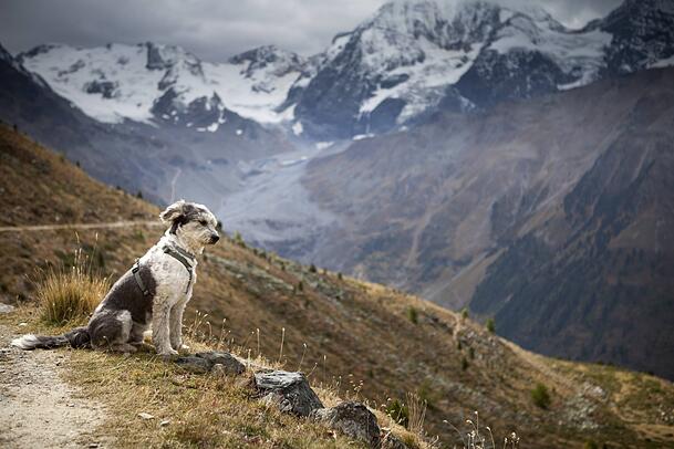 Ein Hund sitzt an einem Wanderweg im Nationalpark Stilfser Joch im Suldental. Inwieweit einen Tiere im Gebirge begleiten, sollte gut überlegt werden. Ein Hund sitzt an einem Wanderweg im Nationalpark Stilfser Joch im Suldental. Inwieweit einen Tiere im Gebirge begleiten, sollte gut überlegt werden.
