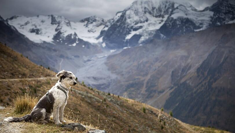 Ein Hund sitzt an einem Wanderweg im Nationalpark Stilfser Joch im Suldental. Inwieweit einen Tiere im Gebirge begleiten, sollte gut überlegt werden. Ein Hund sitzt an einem Wanderweg im Nationalpark Stilfser Joch im Suldental. Inwieweit einen Tiere im Gebirge begleiten, sollte gut überlegt werden.