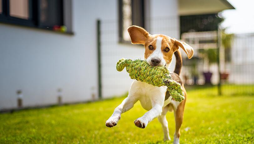Das tägliche Spiel mit dem Hund ist genauso wichtig wie abwechslungsreiche Gassirunden.