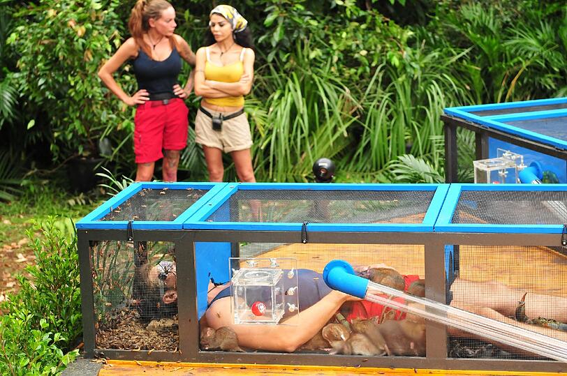 Dschungelduell Nummer 4 - die Bilder von "Getier für Vier"