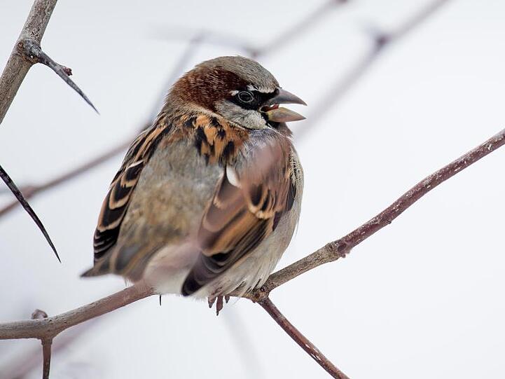 Ein Haussperling (Passer domesticus) sitzt auf einem Ast. Foto: Lukas Schulze/Archiv