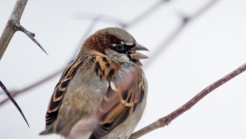 Ein Haussperling (Passer domesticus) sitzt auf einem Ast. Foto: Lukas Schulze/Archiv Ein Haussperling (Passer domesticus) sitzt auf einem Ast. Foto: Lukas Schulze/Archiv