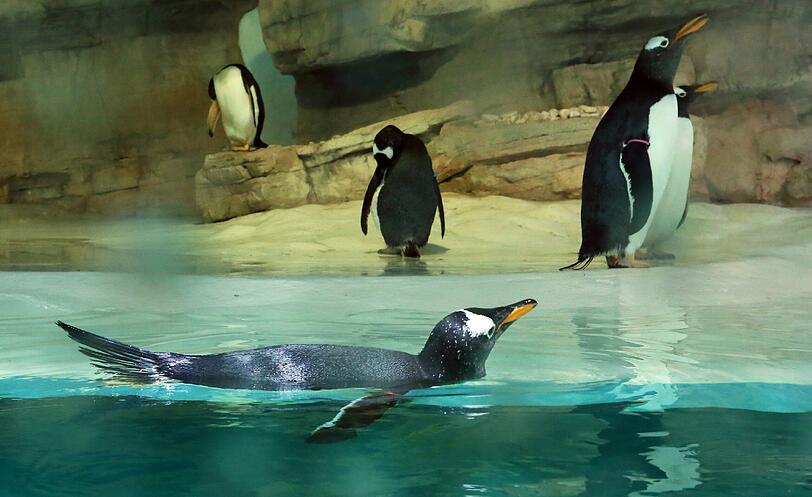 Neuigkeiten für die Pinguine in der Polarwelt: Die Besucher können sie jetzt durch eine Scheibe auch Unterwasser beobachten. Hier zu sehen: Eselspinguine.