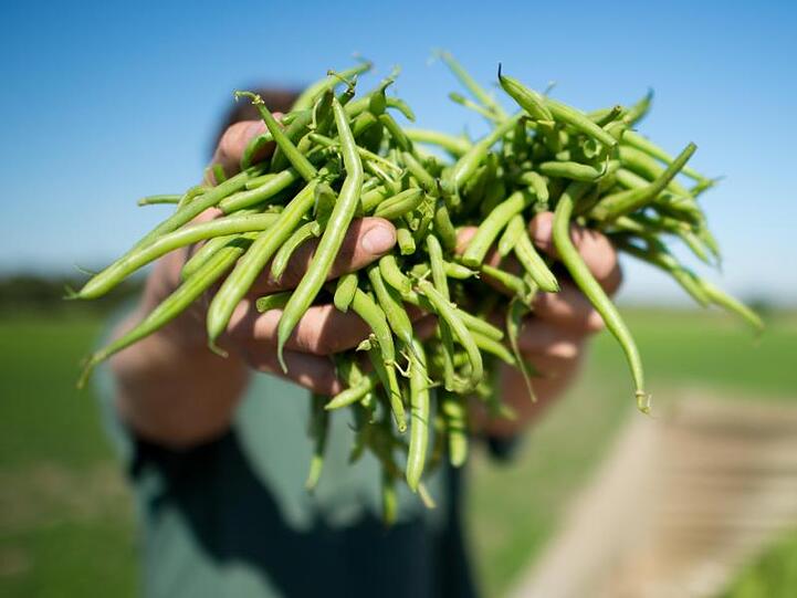 Ein Erntehelfer zeigt auf einem Feld frisch geerntete Bio-Bohnen.