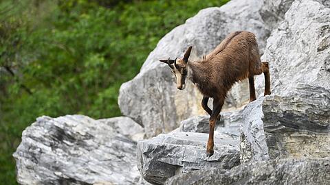 Soll die Gams in Teilen der Bergwälder stärker bejagt werden oder nicht? Diese Frage beschäftigt Behörden, Justiz und Verbände. (Symbolbild)