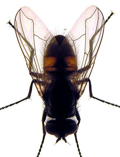 Gestatten: Puk, die Stubenfliege...oder so ähnlich. Zu Ehren der US-Sängerin wurde eine Fliegenart nach ihr benannt und trägt jetzt den wundervollen Namen: Scaptia (Plinthina) beyonceae. Die Fliege wurde 1981, also in Beyonces Geburtsjahr, entdeckt. (Symbolbild)
