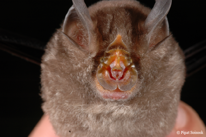 Stranger Species: Bizarre Tierwelt am Mekong