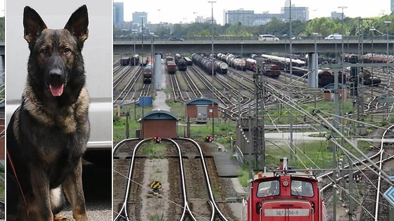 Der Schäferhund machte die fünf Personen am Rangierbahnhof Nord ausfindig. (Symbolbild)