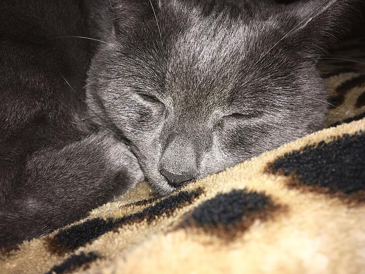 Oscar