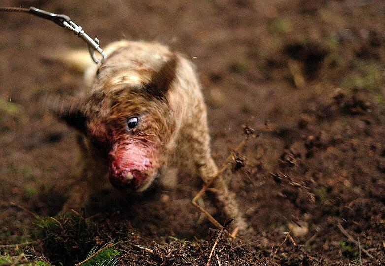 Eine Stunde lang kämpft ein Terrier unter der Erde mit einem Dachs - die Bilder