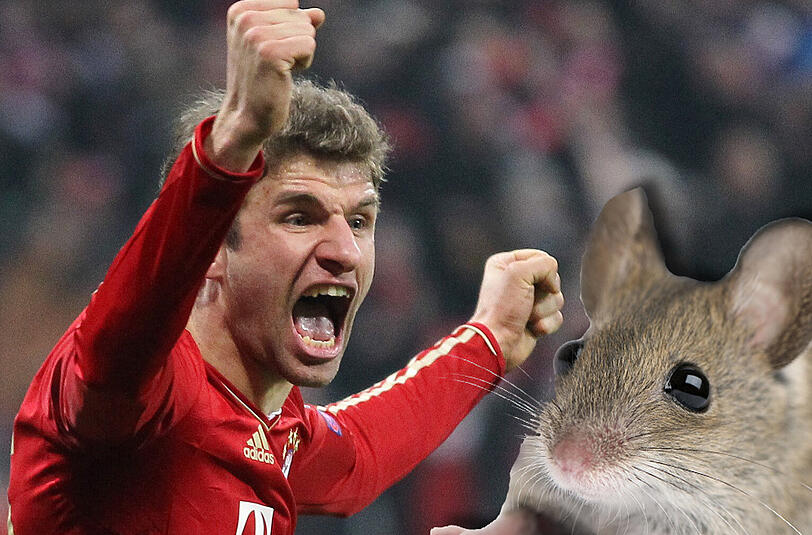 Gernot Schlosser: "Weil Bayern durch die zwei Titel sooo viel Selbstvertrauen und Auftreten an den Tag legen, dass der VfB wie die sprichwörtliche Maus vor der Schlange am Platz steht. Ausserdem läuft es sich mit vollen Hosen nicht so sehr locker.... Und warum holen wir den Pokal? Weil wir dran sind!!! Dieses Triple nimmt uns keiner mehr..."