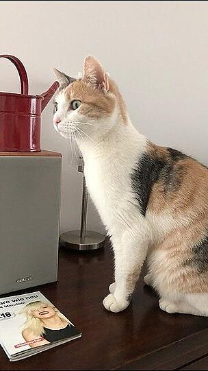 Hazel