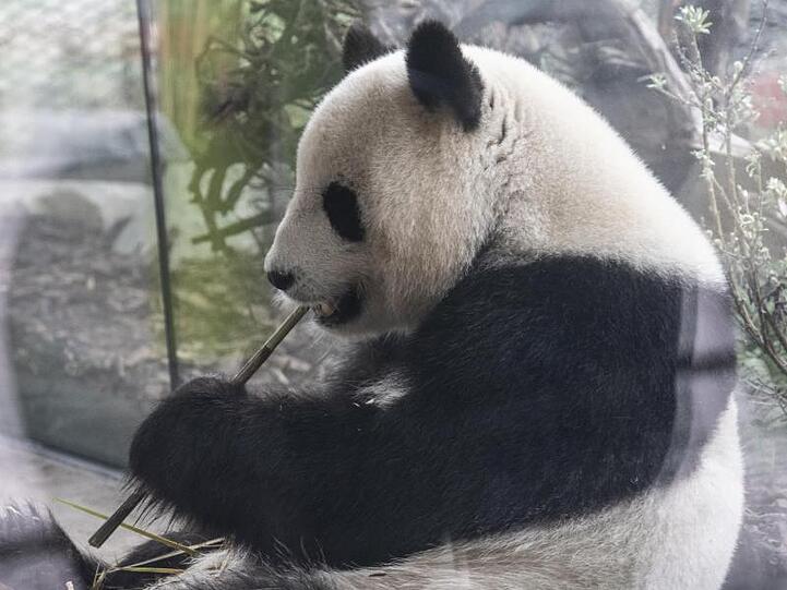 Das Panda-Weibchen Meng-Meng soll Mutter werden. Ob sie tatsächlich trächtig ist, bleibt abzuwarten.