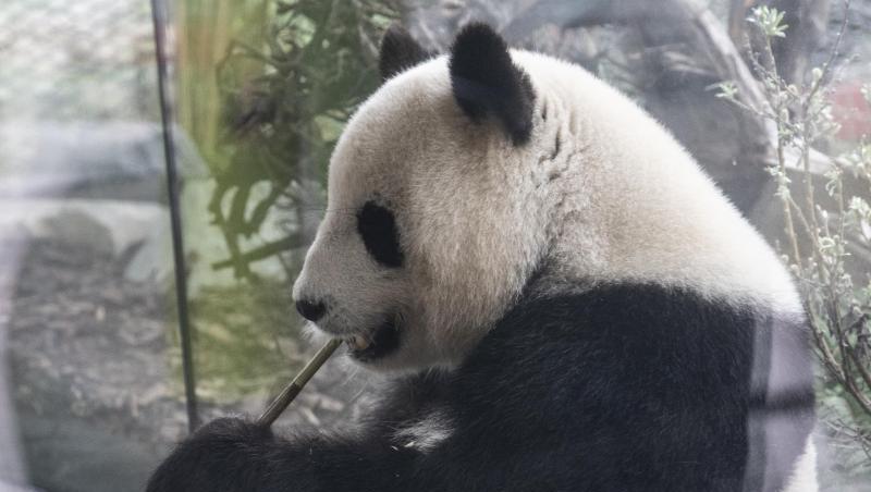 Das Panda-Weibchen Meng-Meng soll Mutter werden. Ob sie tatsächlich trächtig ist, bleibt abzuwarten. Das Panda-Weibchen Meng-Meng soll Mutter werden. Ob sie tatsächlich trächtig ist, bleibt abzuwarten.