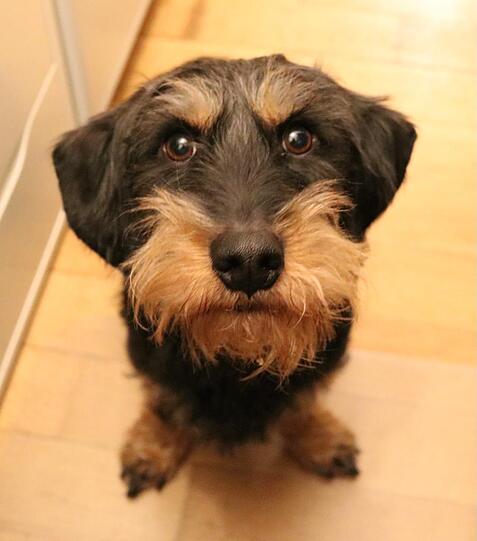 Oscar
