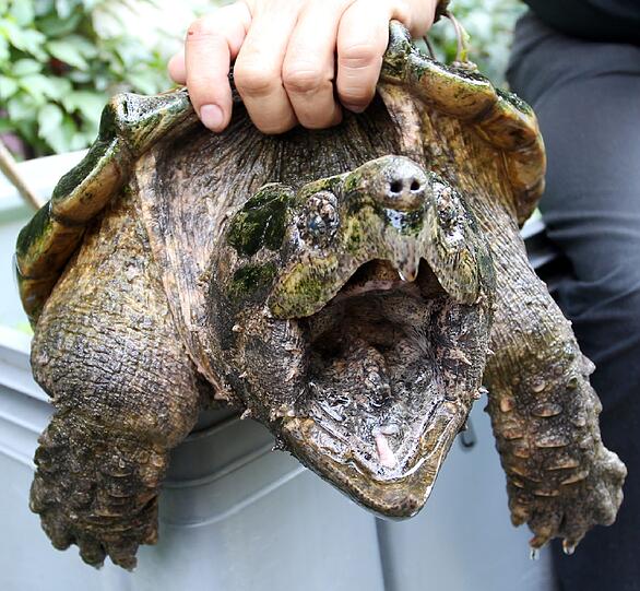 Die Geierschildkröte Eugenie (40 bis 50) ist die älteste Bewohnerin der Reptilienstation.
