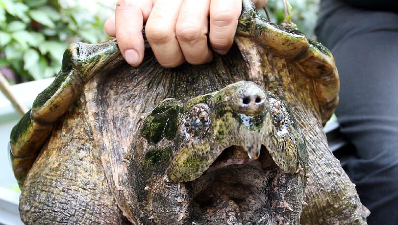 Die Geierschildkröte Eugenie (40 bis 50) ist die älteste Bewohnerin der Reptilienstation.