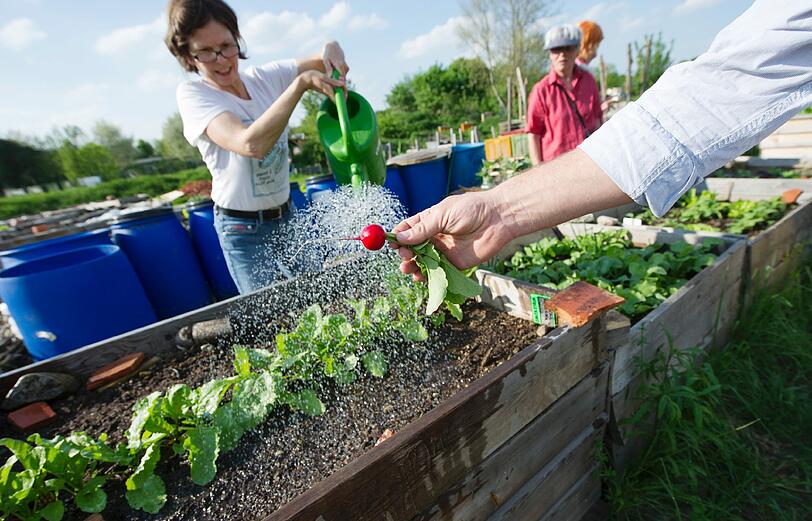 Ein urbanes Radieserl: Im Gemeinschaftsgarten &bdquo;O&rsquo;pflanzt is&ldquo; in Neuhausen können die Münchner seit 2011 herumkraudern.