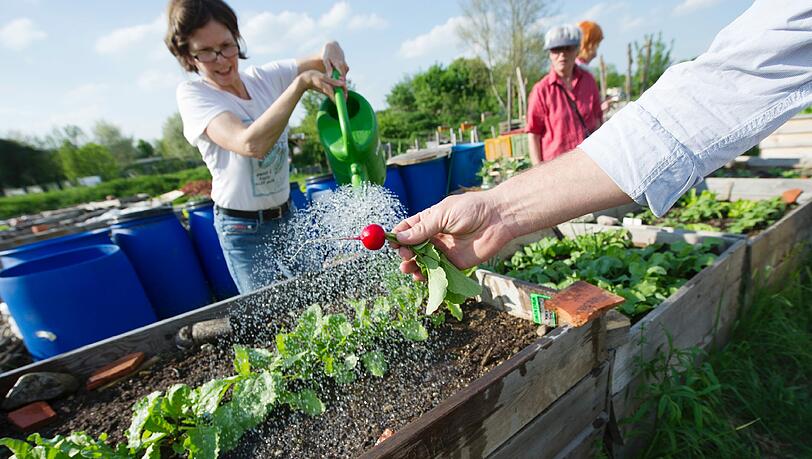 Ein urbanes Radieserl: Im Gemeinschaftsgarten „O’pflanzt is“ in Neuhausen können die Münchner seit 2011 herumkraudern. Ein urbanes Radieserl: Im Gemeinschaftsgarten „O’pflanzt is“ in Neuhausen können die Münchner seit 2011 herumkraudern.