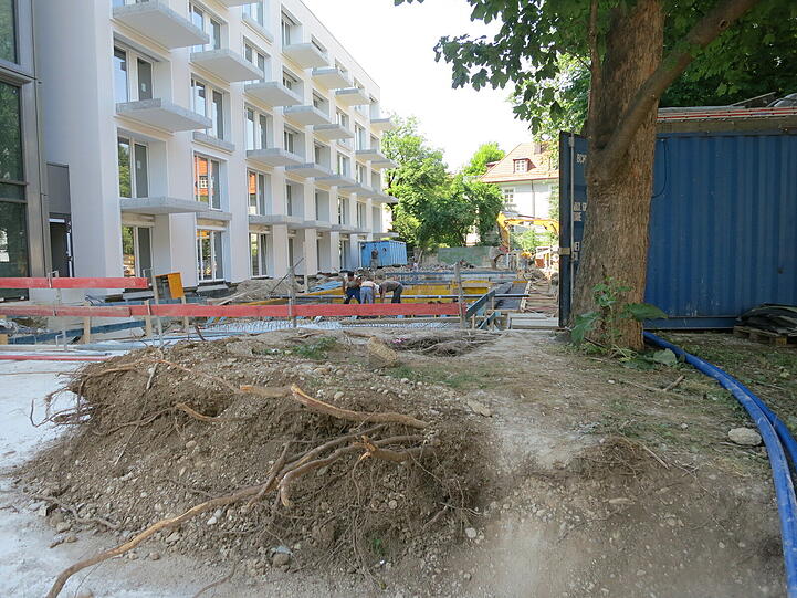 Die Wurzeln auf der Betonplatte wurden freigelegt und untersucht.